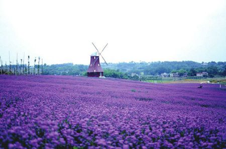 内就有不少看薰衣草的好地方。盘点国内9个最浪漫的庄。麻将胡了免费试玩看薰衣草何必舍近求远非去普罗旺斯国(图5)