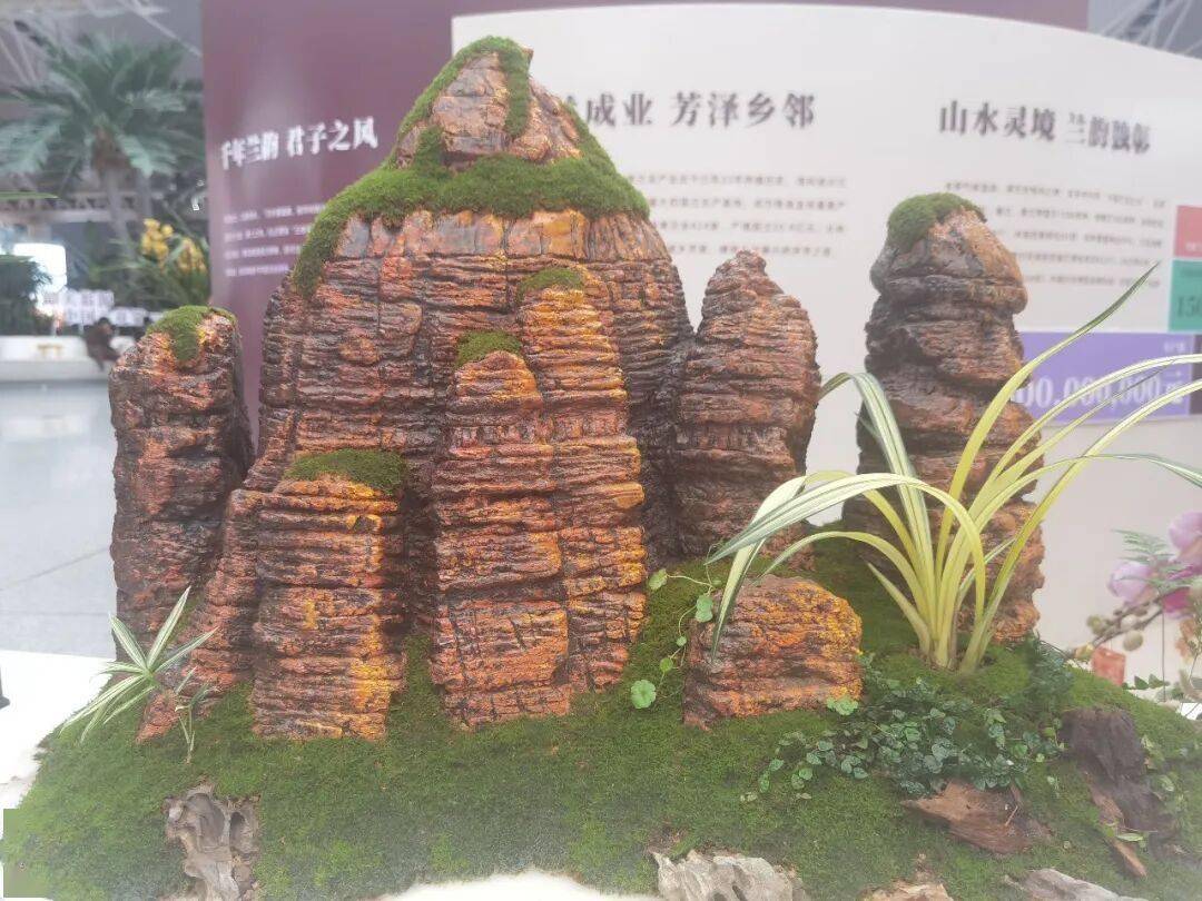 日约起！去东莞打卡韶关兰花盛宴PG麻将胡了免费模拟器1月9(图2)