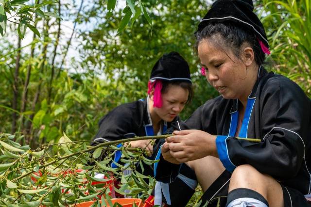 北山野“小辛香”如何迈向“大市场”麻将胡了网址一颗山苍子的新生：粤(图3)